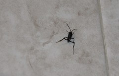 Evania appendigaster