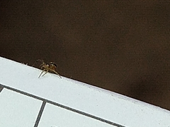 Zygiellinae
