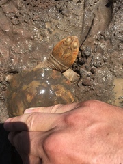 Central African Helmeted Turtle photo 1