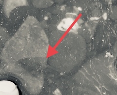 Oligocottus maculosus