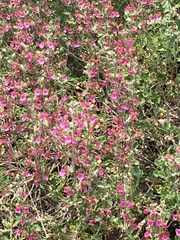 Teucrium divaricatum