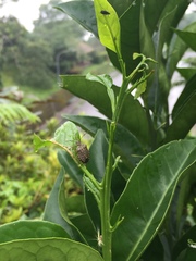 Cappaea taprobanensis