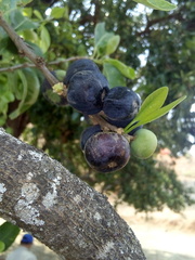 Sideroxylon palmeri