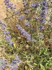 Nepeta curviflora