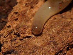 Argonemertes australiensis