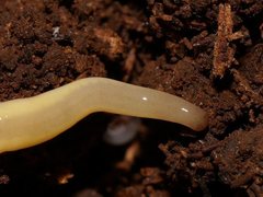 Argonemertes australiensis
