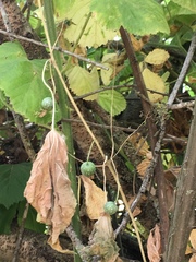 Magnoliopsida