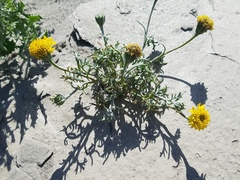 Chaenactis glabriuscula