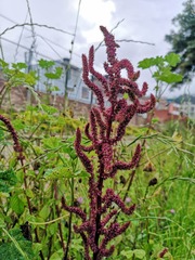 Amaranthus caudatus