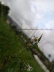 Solanum