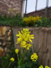 Brassicaceae
