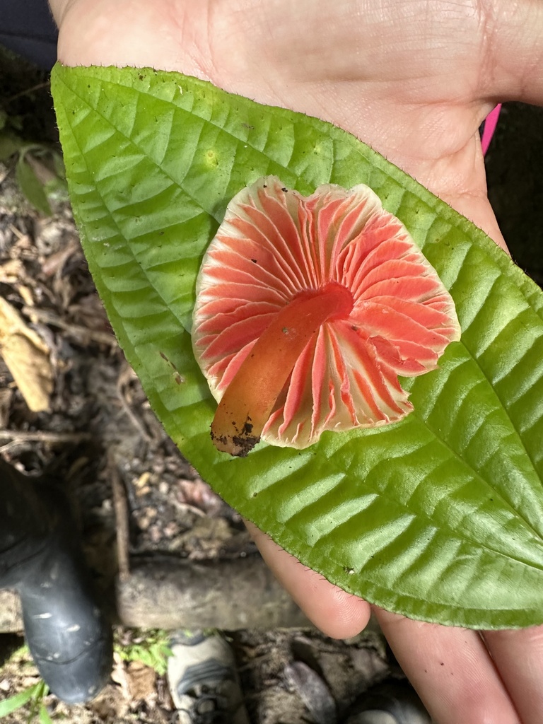 Hygrocybe mirabilis · June 2024 · photo: © heimatlos (iNaturalist, cc0)