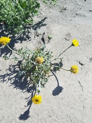 Chaenactis glabriuscula