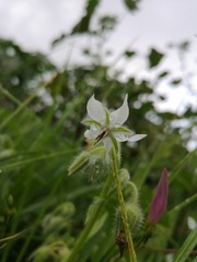 Borago officinalis