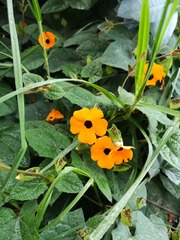 Thunbergia alata