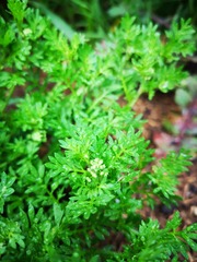 Lepidium