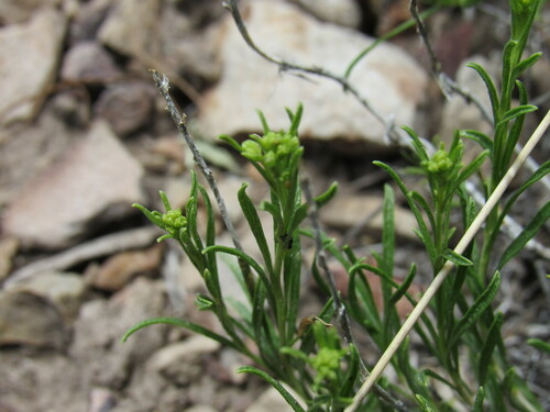 Vasey's Rabbitbrush (Chrysothamnus vaseyi)