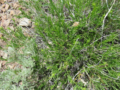 Image of Chrysothamnus vaseyi by (c) Anders Hastings, some rights reserved (CC BY)