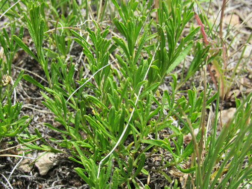 Image of Chrysothamnus vaseyi by (c) Anders Hastings, some rights reserved (CC BY)