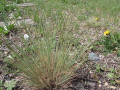 Festuca valesiaca