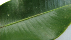 Aspidosperma spruceanum