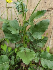 Brassicaceae