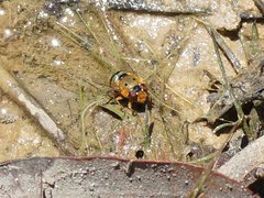 Austalis pulchella
