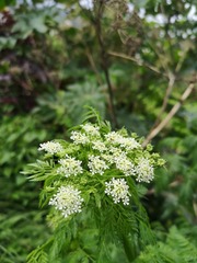 Conium maculatum