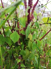 Amaranthus caudatus