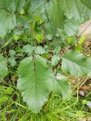 Amaranthus caudatus