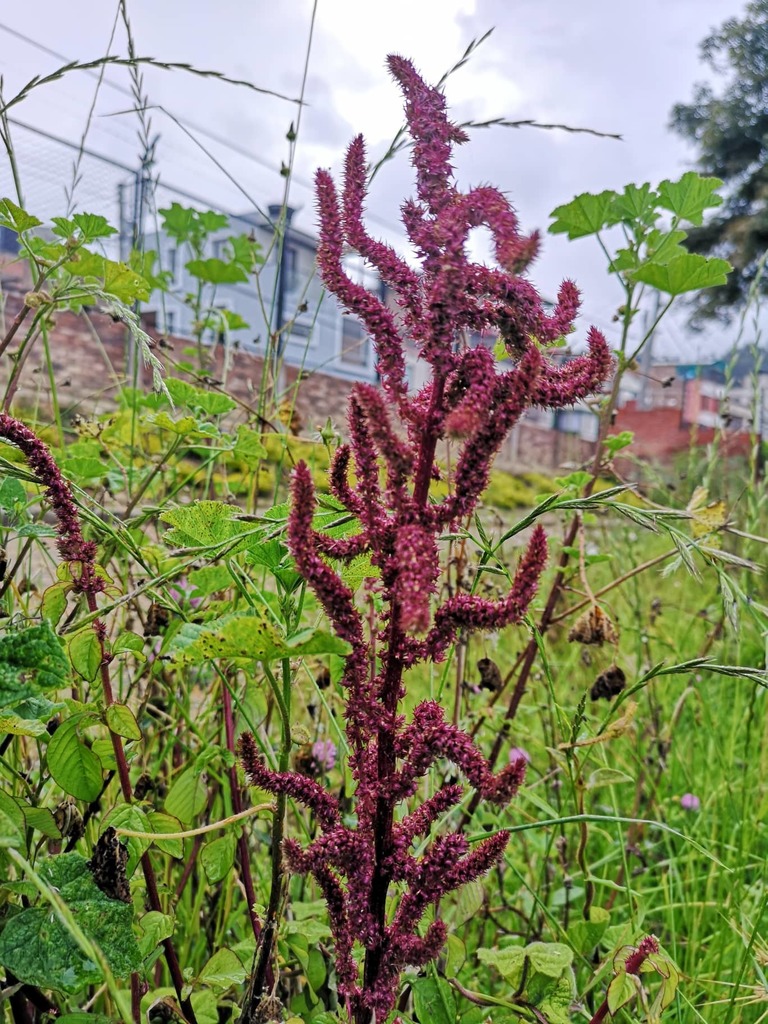 Đuôi chồn đỏ – Amaranthus caudatus