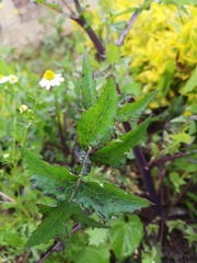 Sonchus oleraceus
