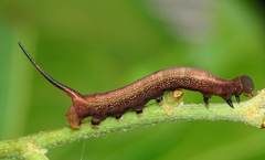 Macroglossum corythus