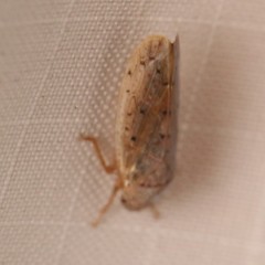 Ponana