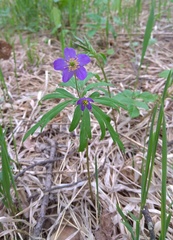 Anemonoides caerulea