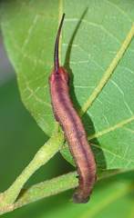 Macroglossum corythus