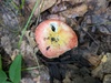 Russula sp. 'IN26' - Photo (c) huafang, some rights reserved (CC BY-NC), uploaded by huafang