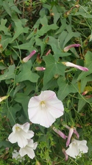 Calystegia purpurata