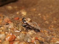 Ochteridae