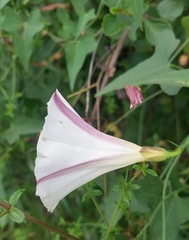 Calystegia purpurata