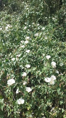 Calystegia purpurata