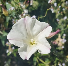 Calystegia purpurata