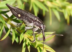 Rhinotia bidentata