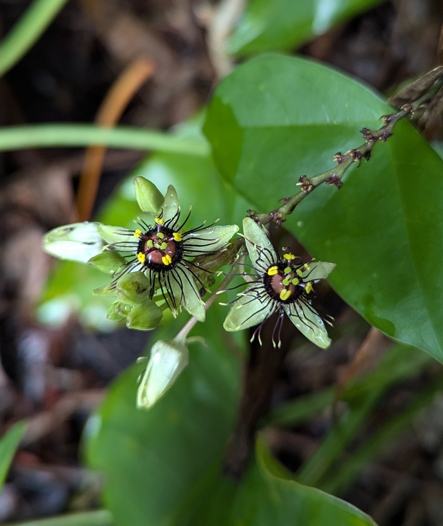 Passiflora itzensis