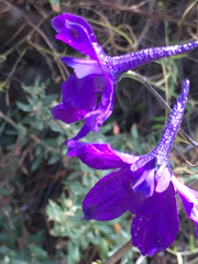 Delphinium patens