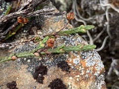 Cassiope lycopodioides