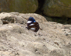Euploea radamanthus