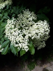 Sambucus nigra