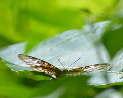 Tanaecia