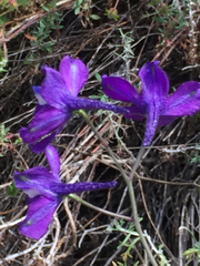 Delphinium patens